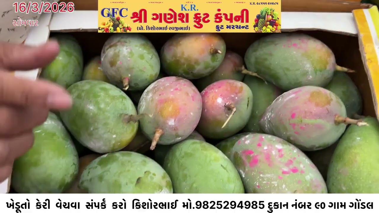 આજ ના કેસર કેરી ના બજાર ભાવ તારીખ ૧૬/૦૩/૨૦૨૬