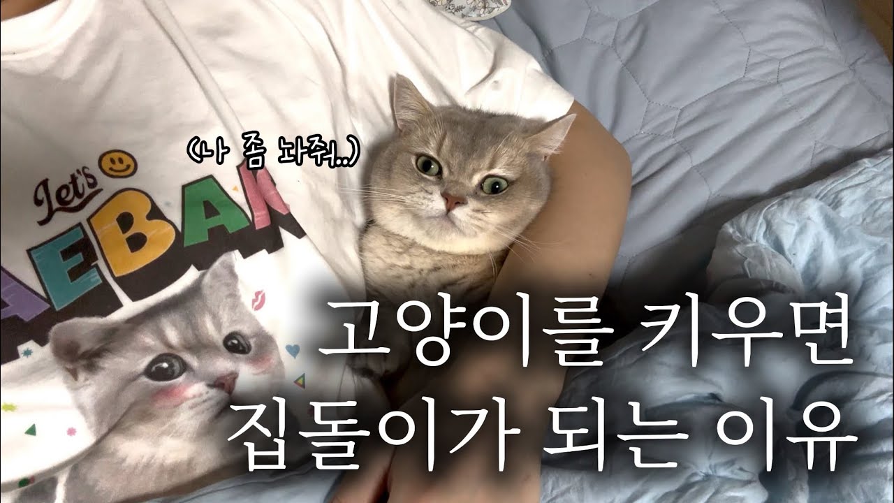 고양이를 키우면 집돌이가 되는 이유