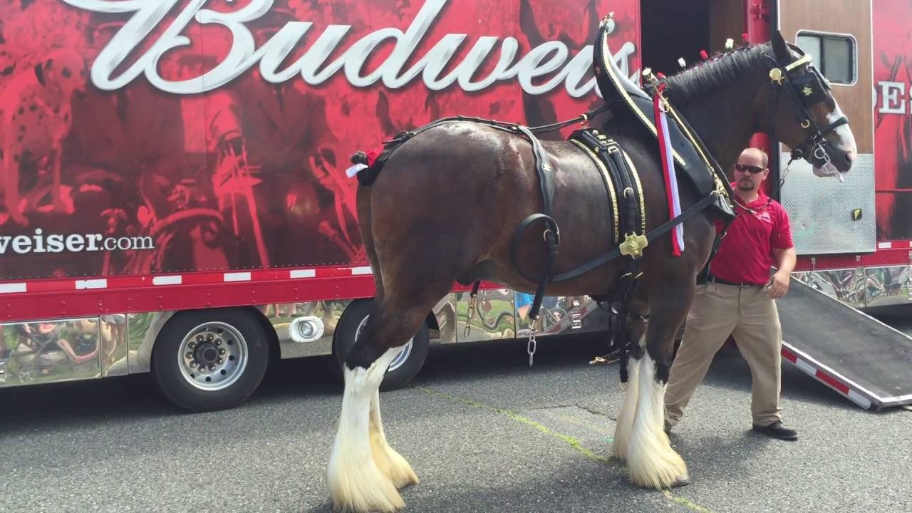Loading up the Clydesdales
