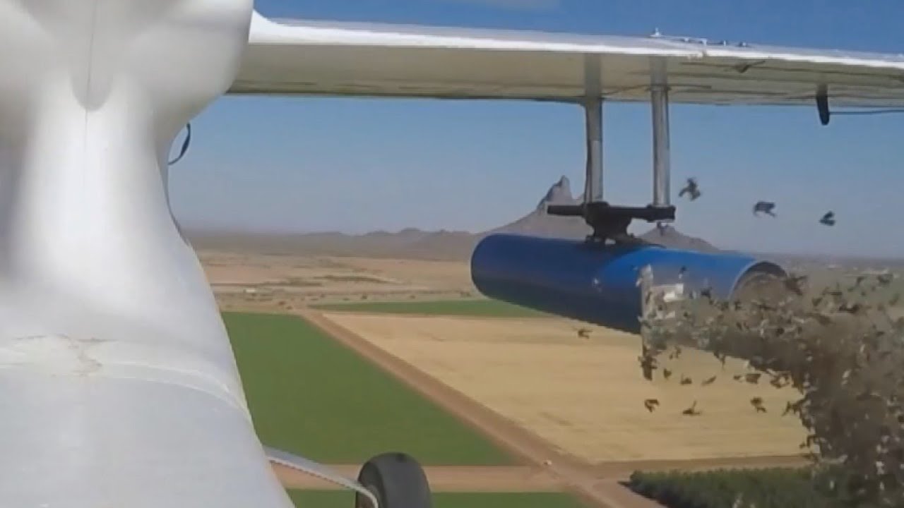 Using Moths To Control Crop Damage
