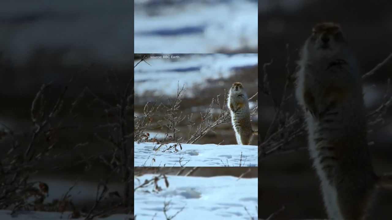 Adaptasi Unik Tupai Tanah Arktik #squirrel #squirrels #tupai #animalshorts #shorts