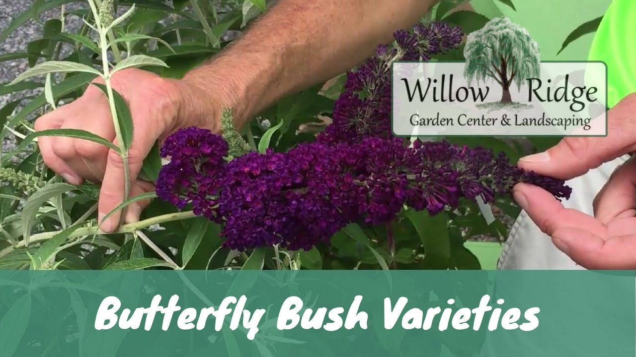 Butterfly Bush Varieties