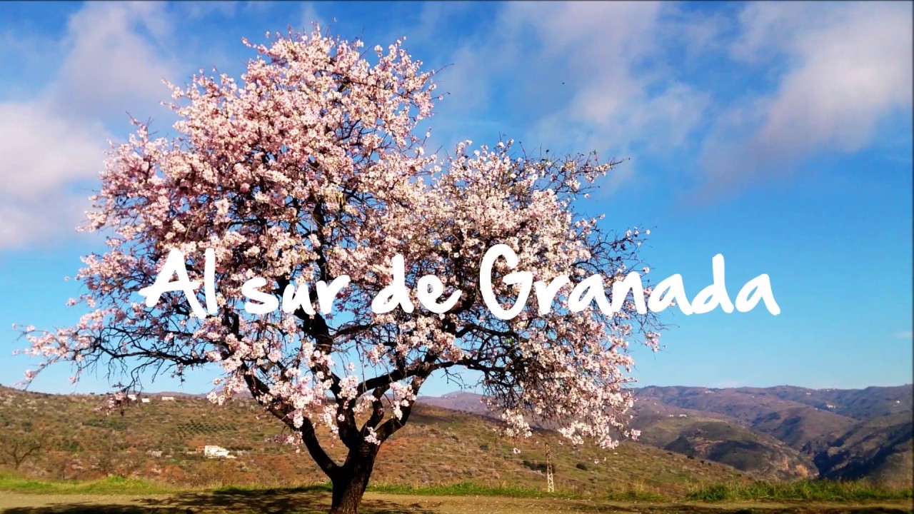 Almendros en flor AL SUR DE GRANADA