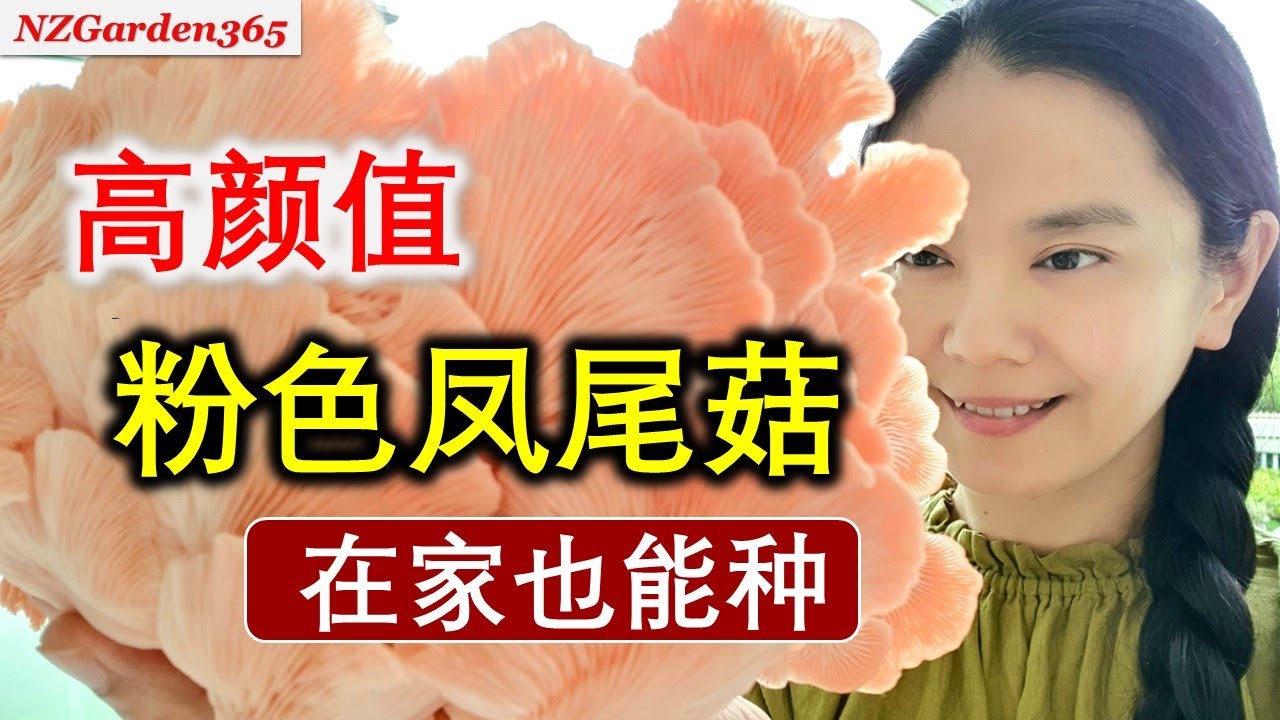 【种凤尾菇】成功的关键，容器，温度，湿度缺一不可