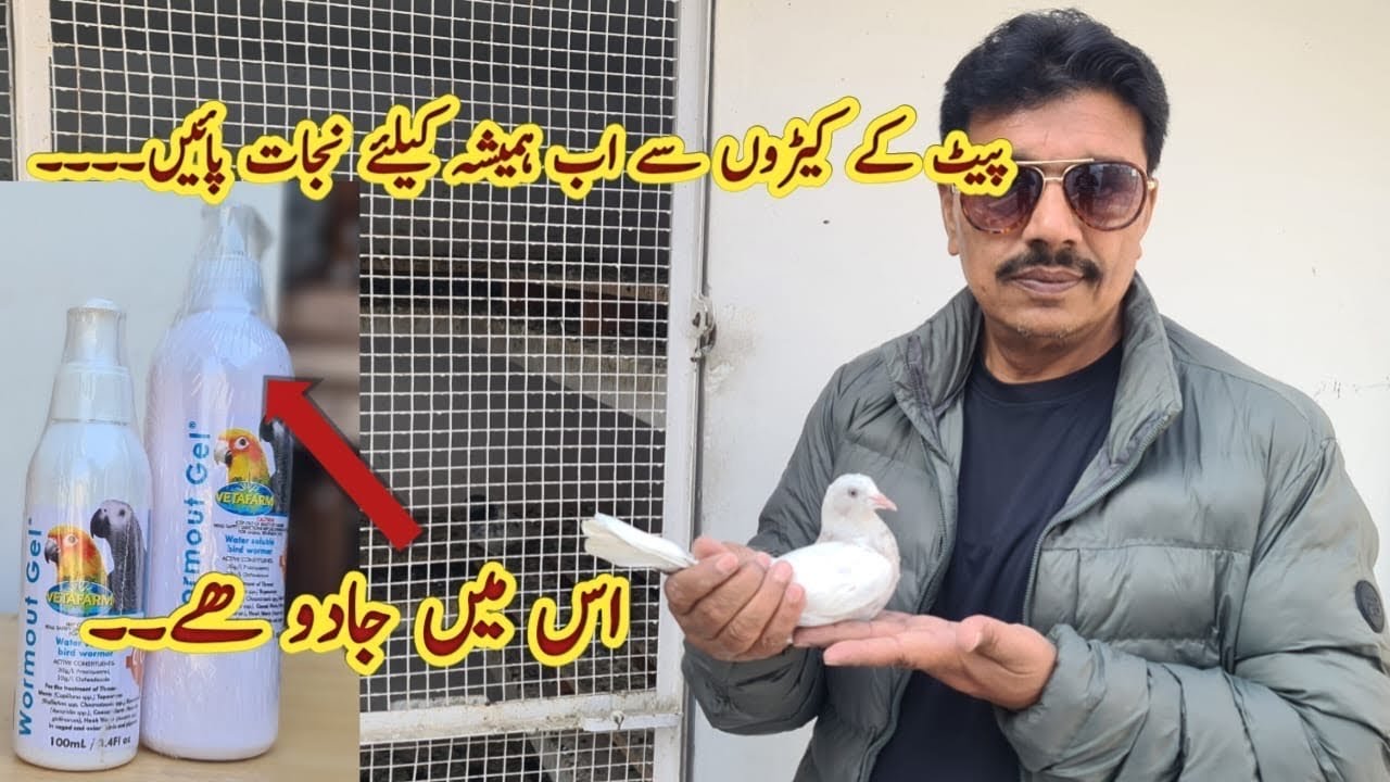 Kabootro ki Deworming k liye Best Medicine | Kabootaro ka ilaj | Ustad Mian Mustajab Moshi