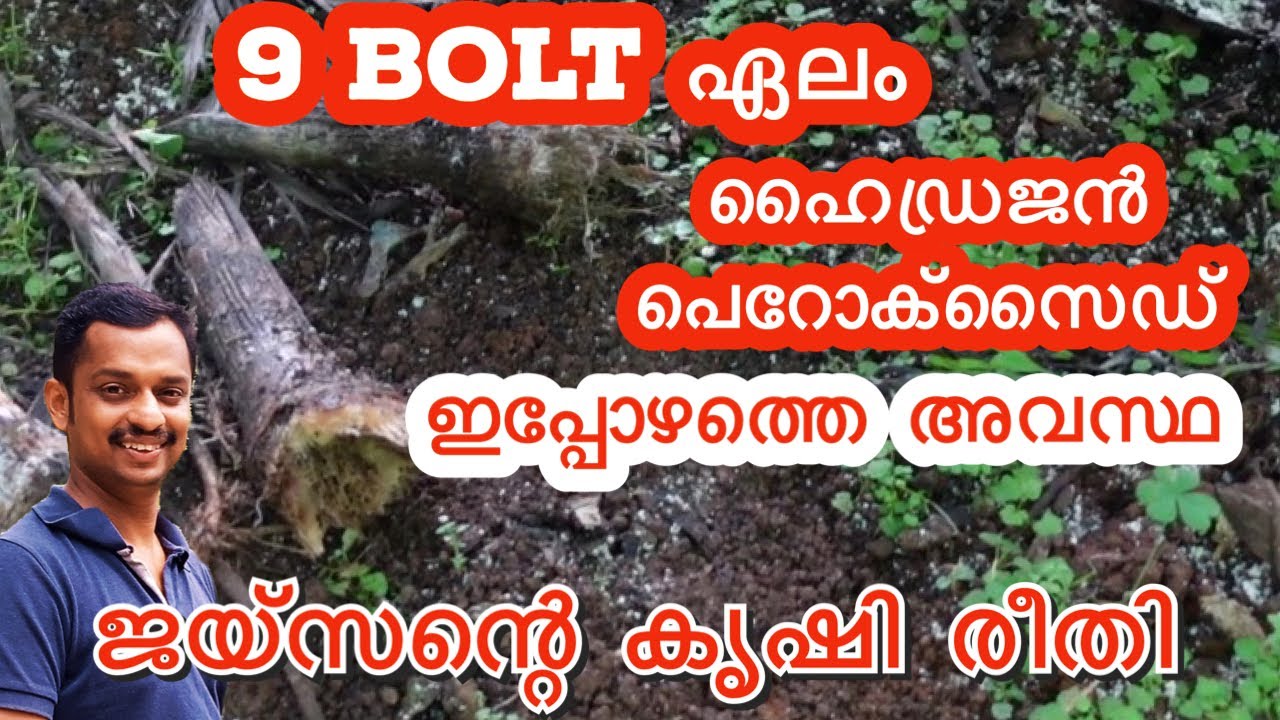 ജയ്സന്റെ കൃഷി രീതി #9bolt cardamom #best cardamom #cardamom cultivation #cardamom fertilizer #kl06