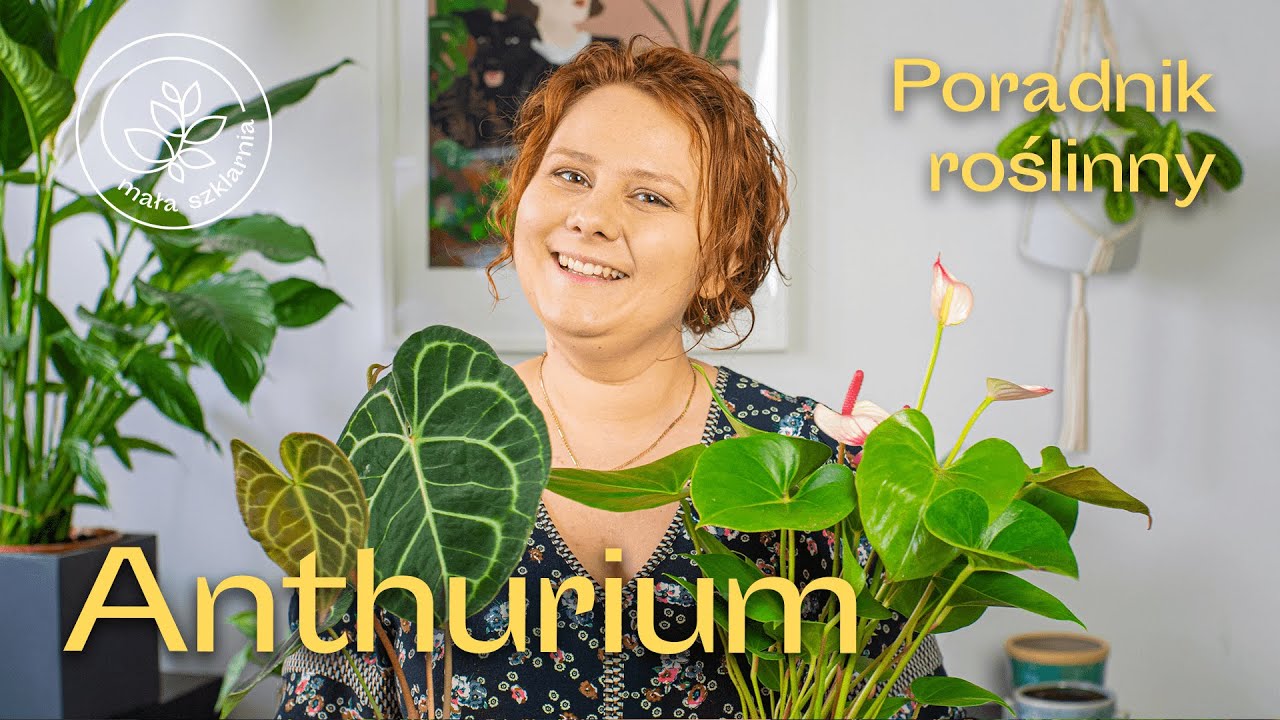 ANTHURIUM - jak pielęgnować&nbsp;te kwitnące rośliny? Poradnik roślinny