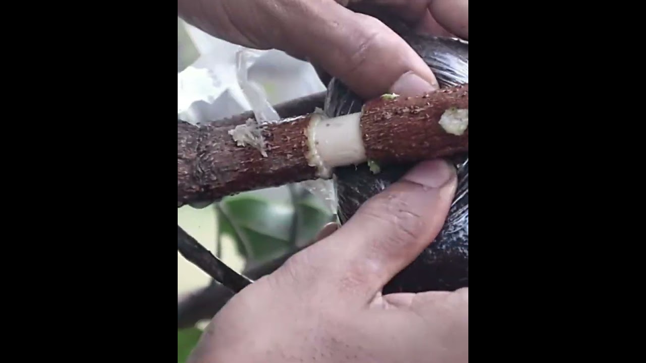 Cara mudah cangkok pohon mangga