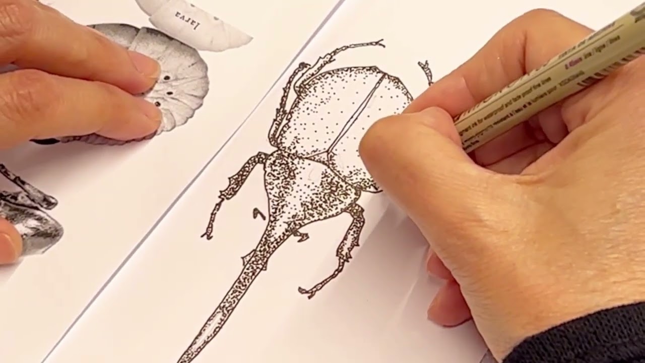 Taller de Ilustración científica “Los insectos del Amazonas