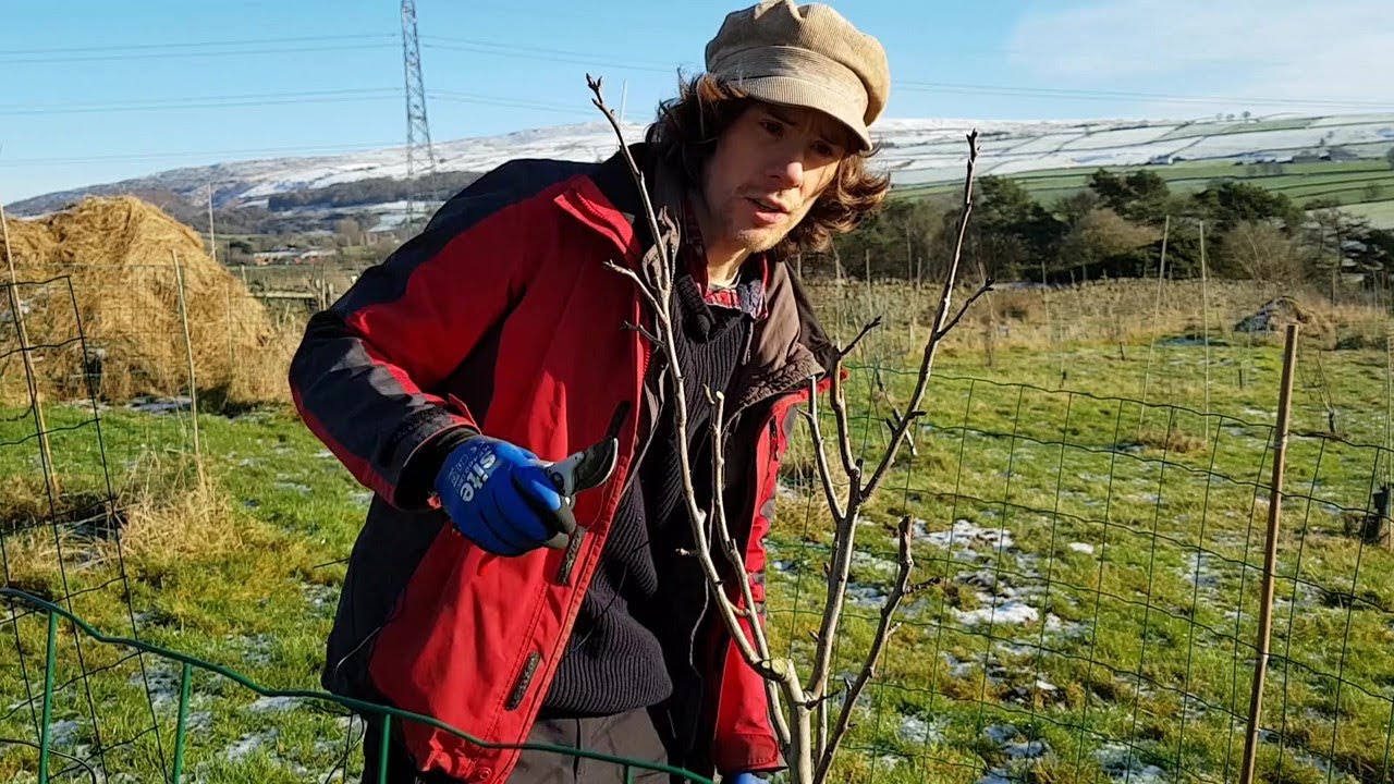 How to prune fruit trees  - Apple and Pear