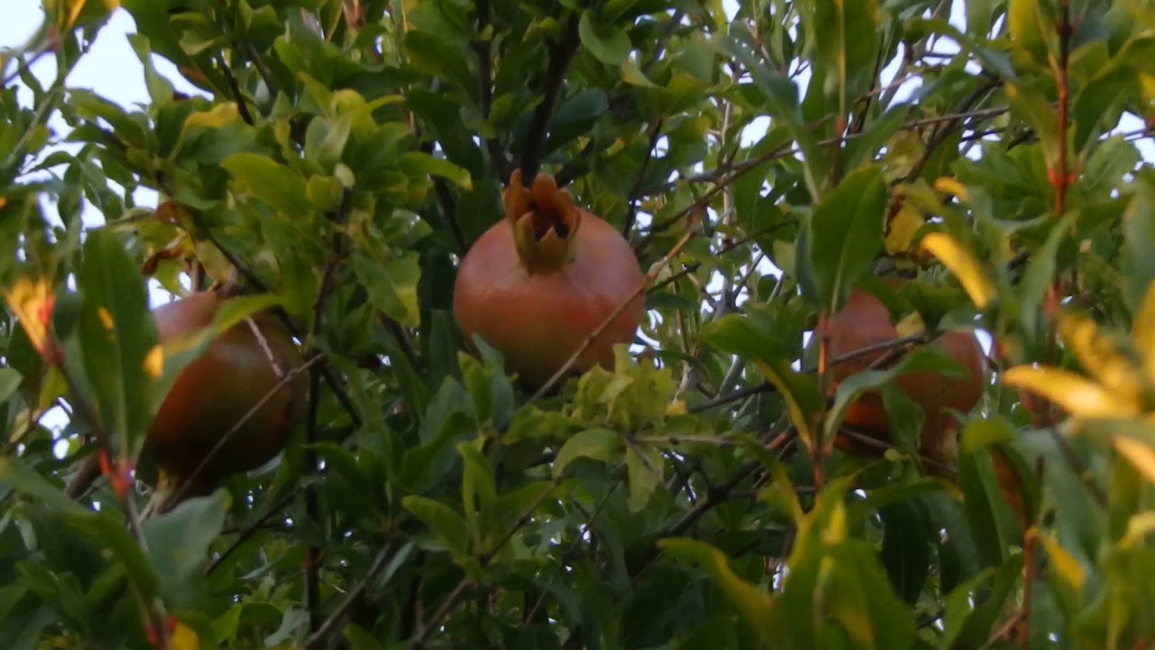 Pomegranate / Granatno jabolko @ Cesenatico