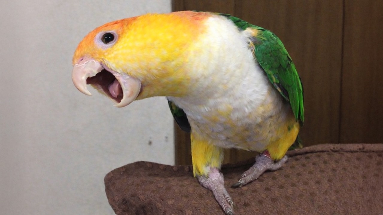 Most DRAMATIC PARROTS Ever Caught on Camera! 😂 Funny Parrot Videos 2026