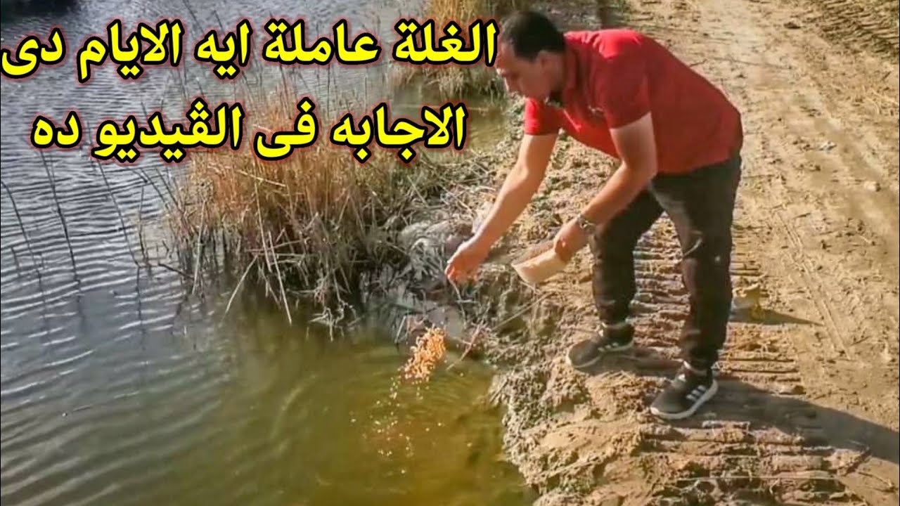 رحله استكشافيه فى قلابشو علشان نعرف الغله عامله ايه#fish #hook_fishing