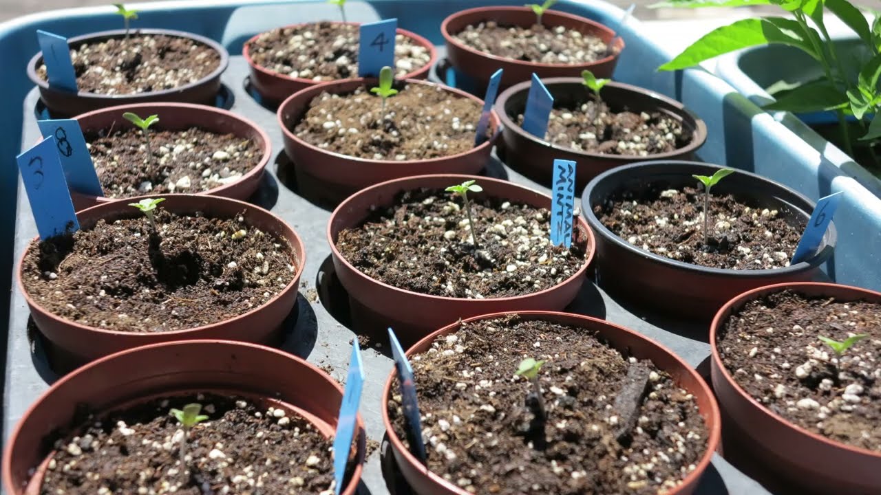 CANNABIS SEED SPROUTS SUMMER 2022