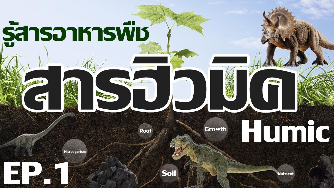 รู้สารอาหารพืช ตอนที่ 1 สารฮิวมิค หรือ ฮิวมิค สร้างดิน สร้างราก สร้างชีวิตในดิน