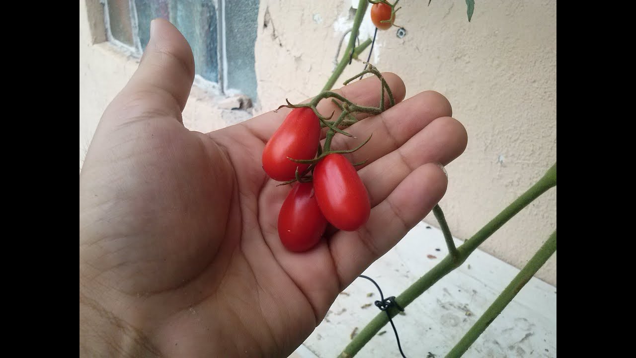 Como Plantar Tomate (incio,meio,fim)