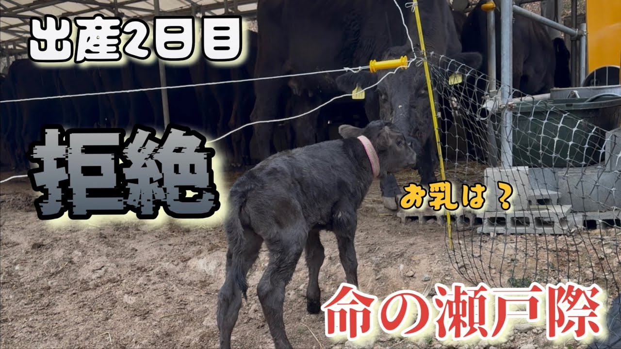【育児放棄の現実】拒絶する母牛。受け入れない理由。僕とはまちゃんの終わらない戦い。