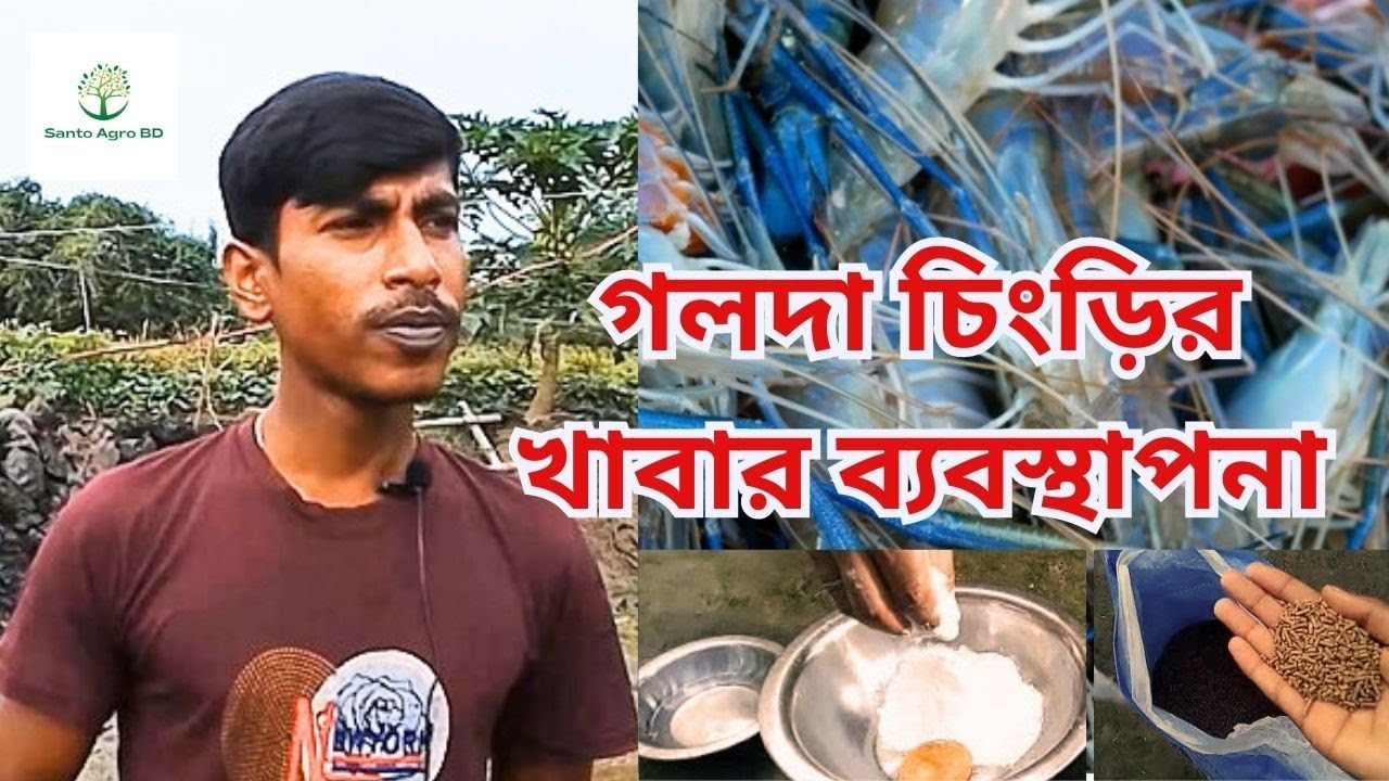 গলদা চিংড়ির খাবার প্রয়োগের সঠিক পদ্ধতি||গলদা চিংড়ির পিএল এর জন্য আদর্শ খাদ্য কোনটি |Shrimp Farming