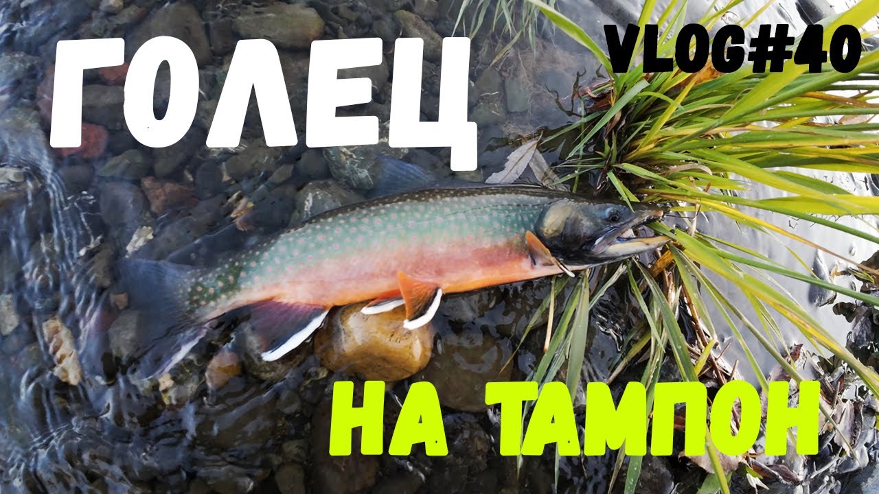 ОСЕННИЙ ГОЛЕЦ | Клюет на тампон !