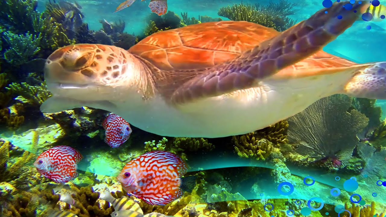 1 HOUR Stunning Underwater footage + Relaxing Piano Music | Sea Life Video #RelaxingLife