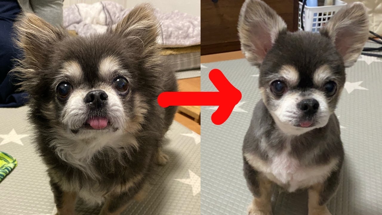 タヌキからカワウソへと変身をとげたチワワ【犬】