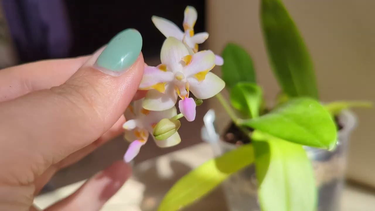 Phal. pulcherrima x tetraspis