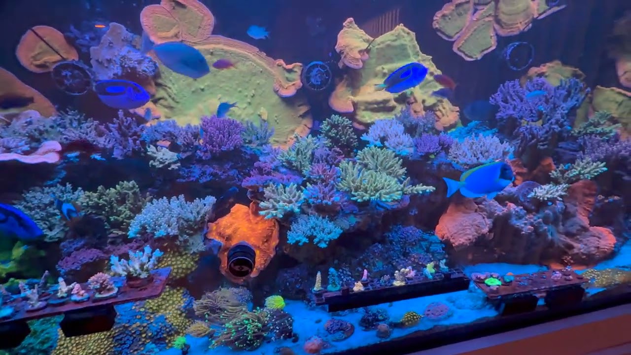300 Gallon SPS Reef Tank Tour