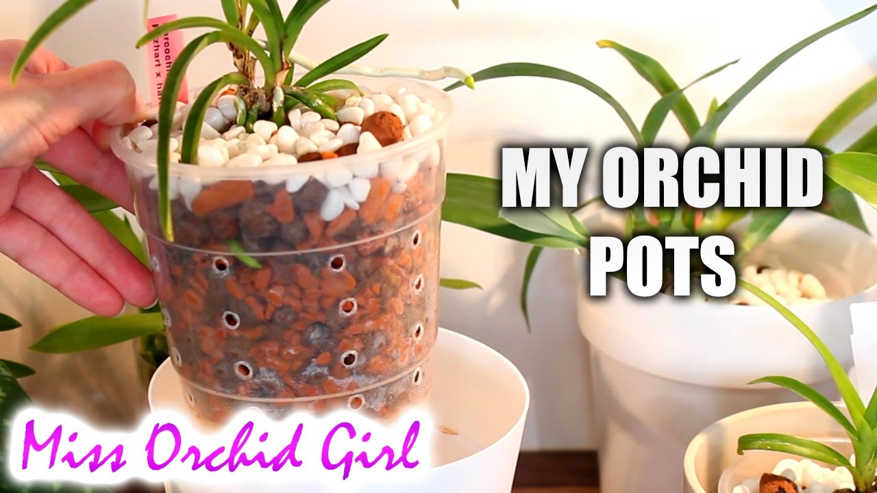 Orchid pots and containers | Orchid setup explained