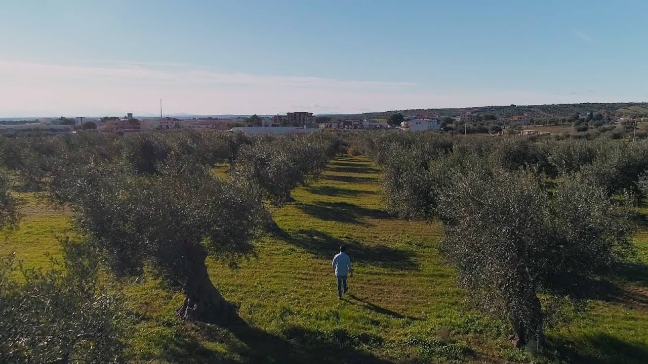 Frantoio Oleario Felice Bitetti - Olio extravergine di oliva pugliese