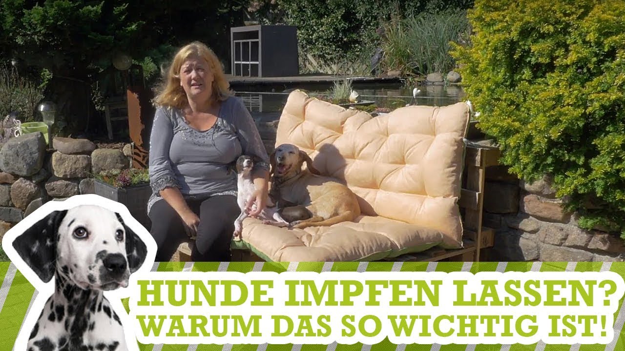 Hunde impfen lassen? Warum das so wichtig ist!