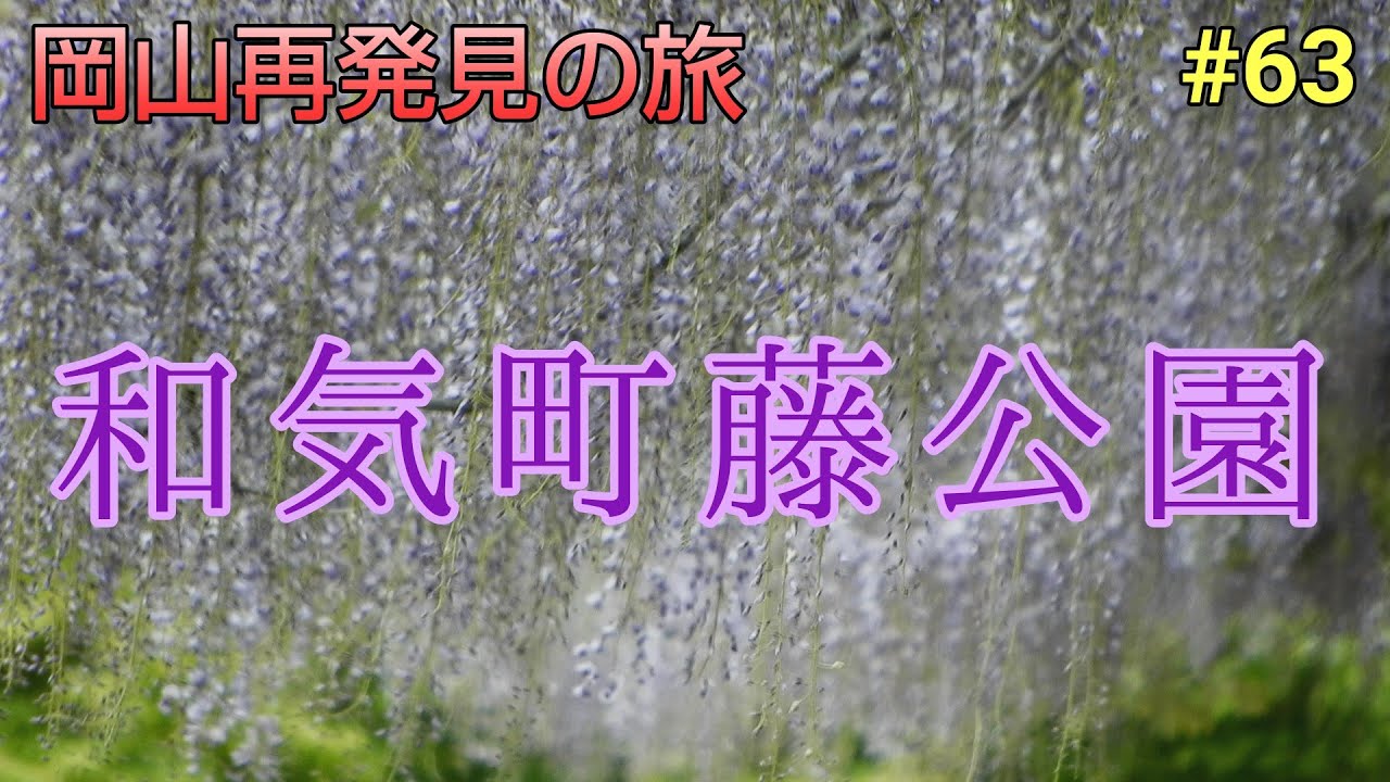 【岡山再発見の旅】日本一の藤公園『和気町藤公園』全国から100種類ほどの藤が集められ種類の多さでは全国トップレベル