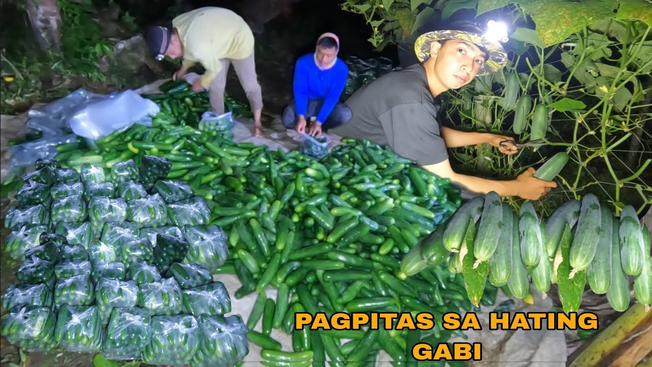 CONGRATS  UTOL PAMIMITAS NG PIPINO SA MADALING ARAW HITIK SA BUNGA