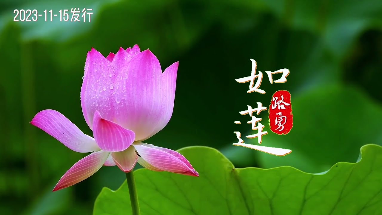 路勇原唱新歌《如莲》MV我心如莲 芬芳自在/Like Lotus