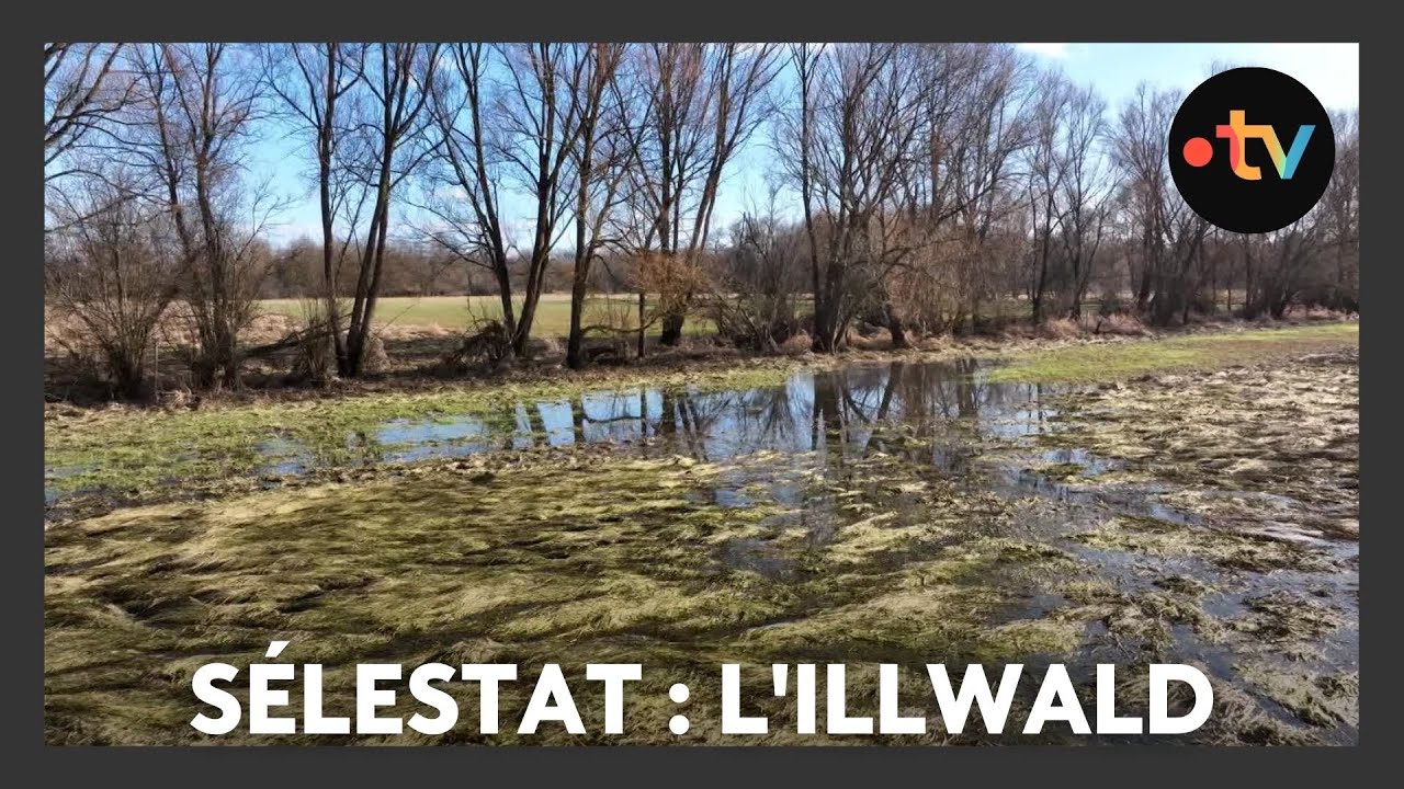 Un lieu des histoires &agrave; S&eacute;lestat : l'Illwald - &eacute;pisode n&deg;4