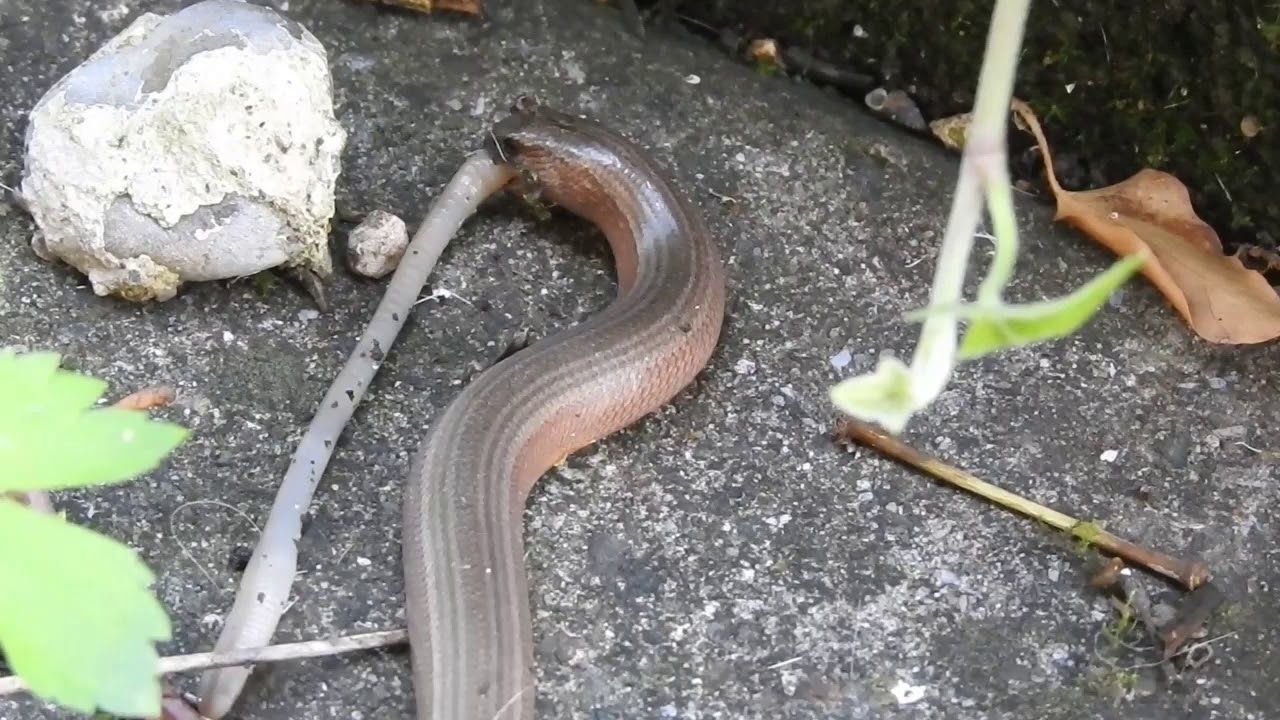 Blindschleiche frisst Wurm