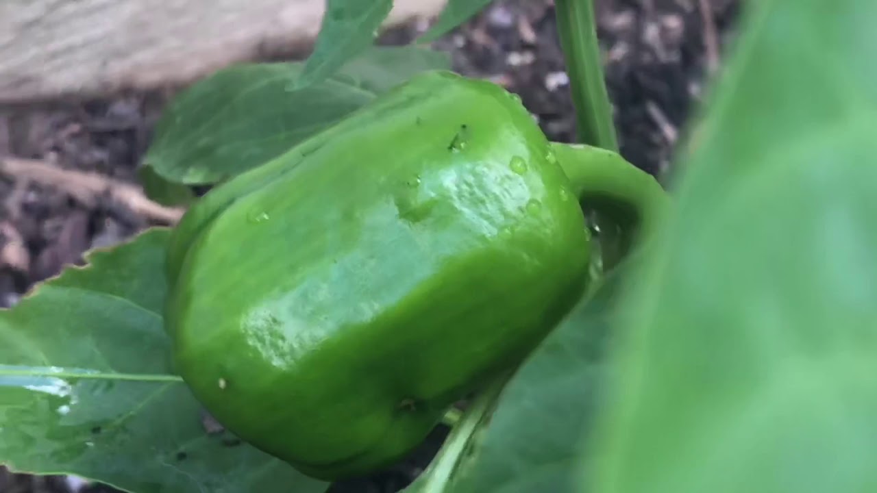 Garden Mishaps☺️
