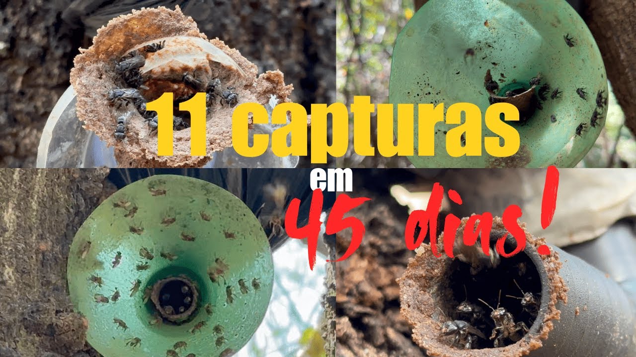 11 Capturas em Apenas 45 Dias! | Resultado das Primeiras Iscas 🐝