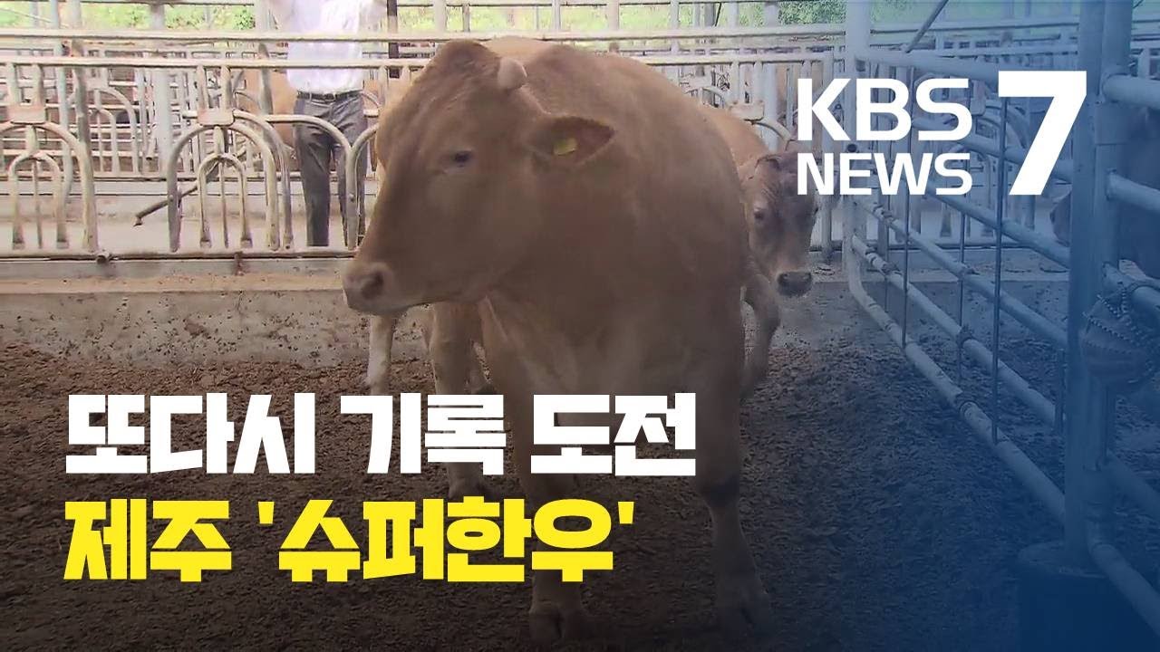 1톤 넘는 '슈퍼한우' 제주에서 역대급 슈퍼한우 기록 깰까? / KBS뉴스(News)