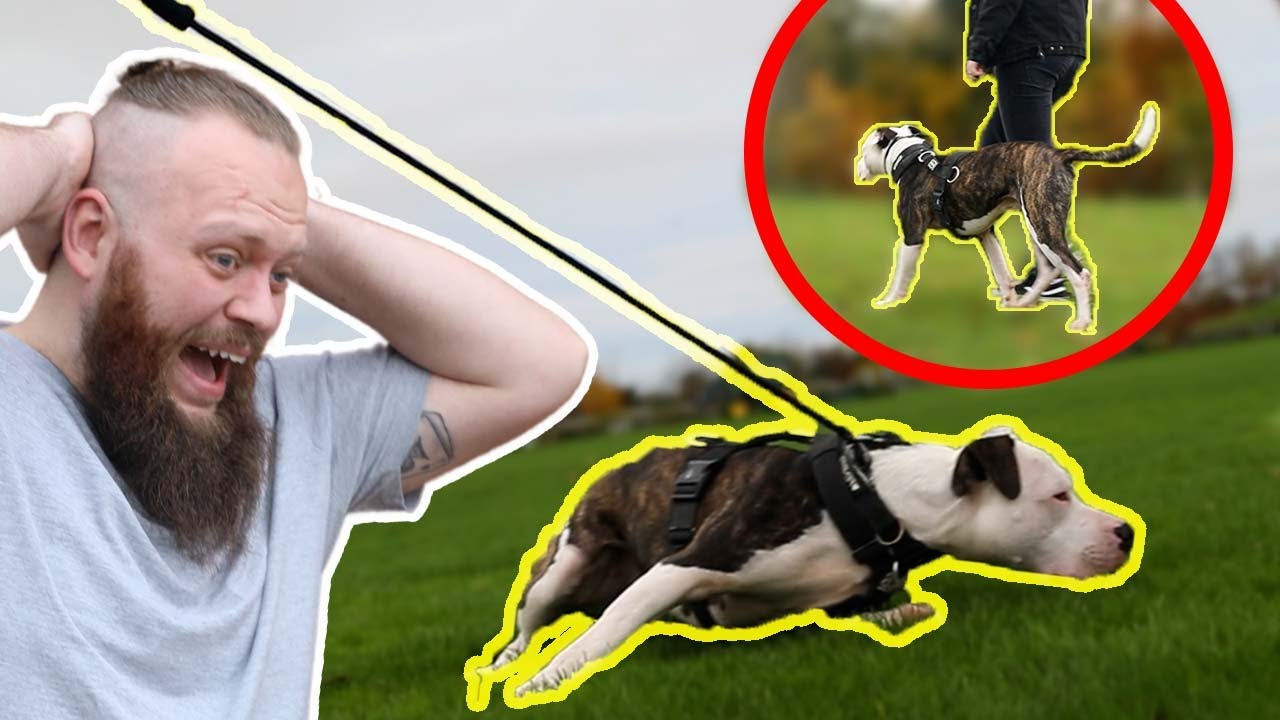 Unbelievable Dog Walking Transformation! Stopping Pitbull Pulling On The Leash