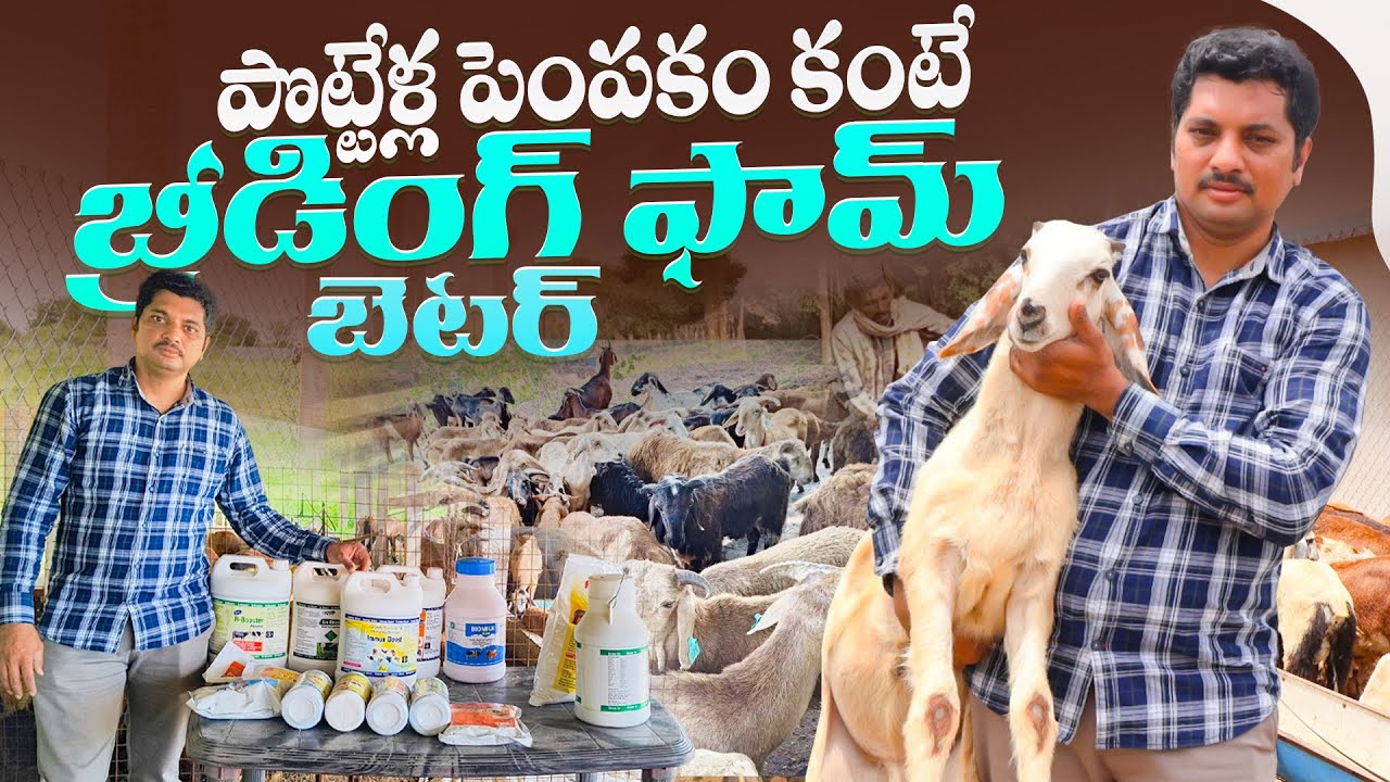 పొట్టేళ్ల పెంప&zwnj;కం కంటే బ్రీడింగ్ ఫామ్ బెట&zwnj;ర్&zwnj; | Sheep Breeding farm #sheepfarmingintelugu