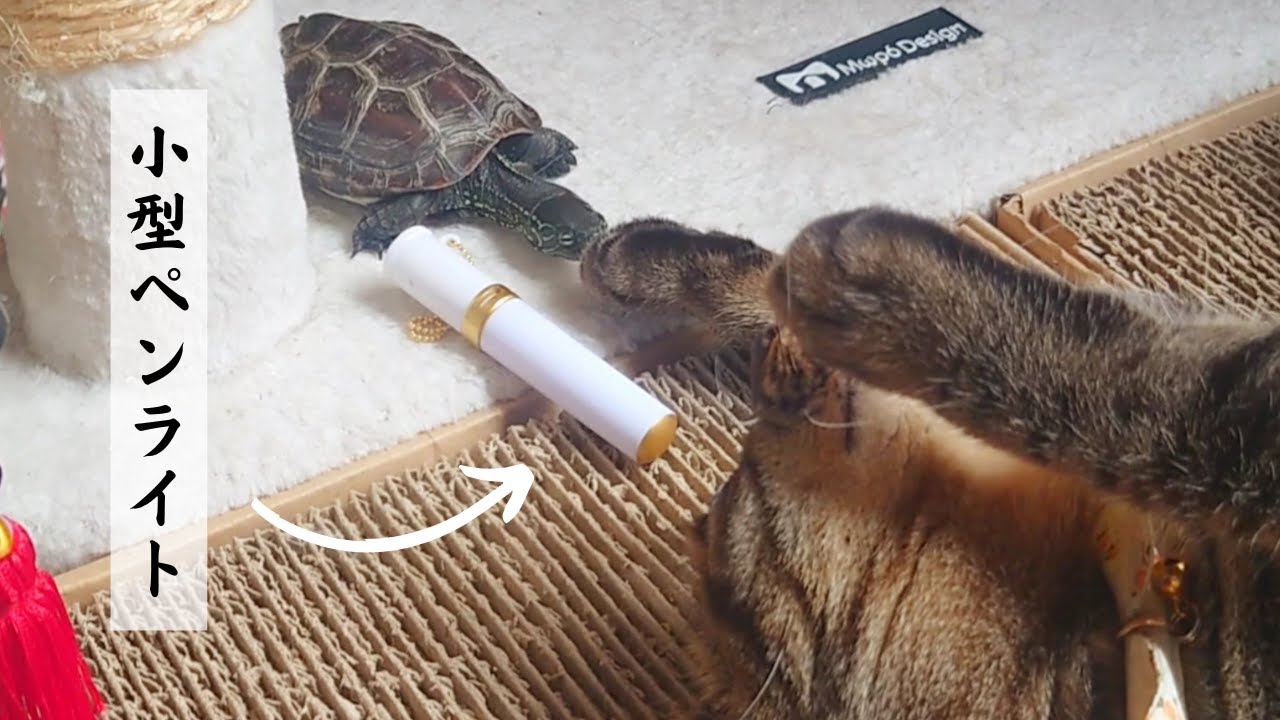 ペンライトを使ってヲタ芸する亀【Dancing turtles with penlights】