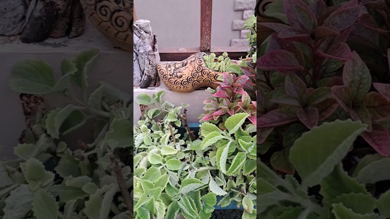 Terrace Garden bliss#life is but a dream