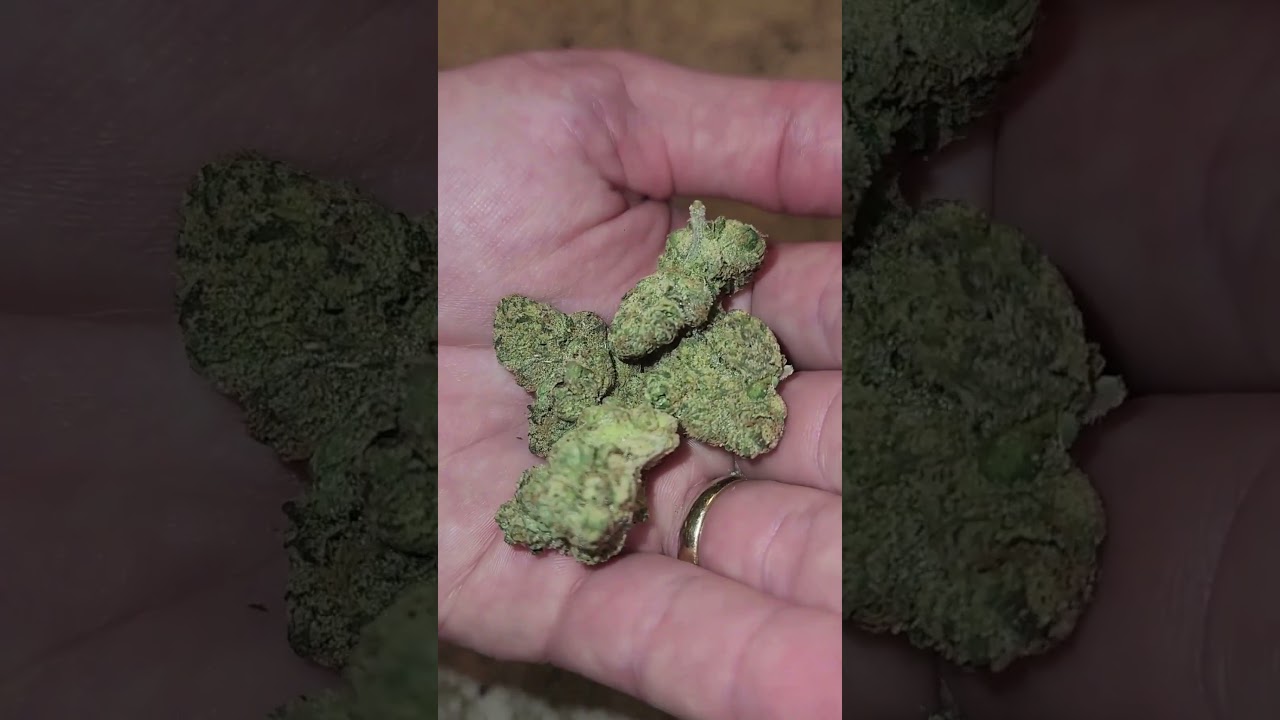 Cali Weed Review from a Dispensary Manager #1 | Noble Trees Indoor Cali Flower LCG X Runtz