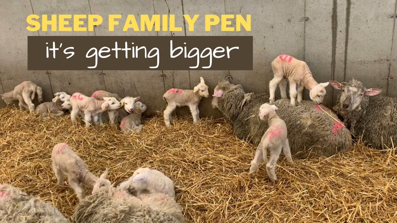 Family pen gets expanded.  Lambs are arriving daily.
