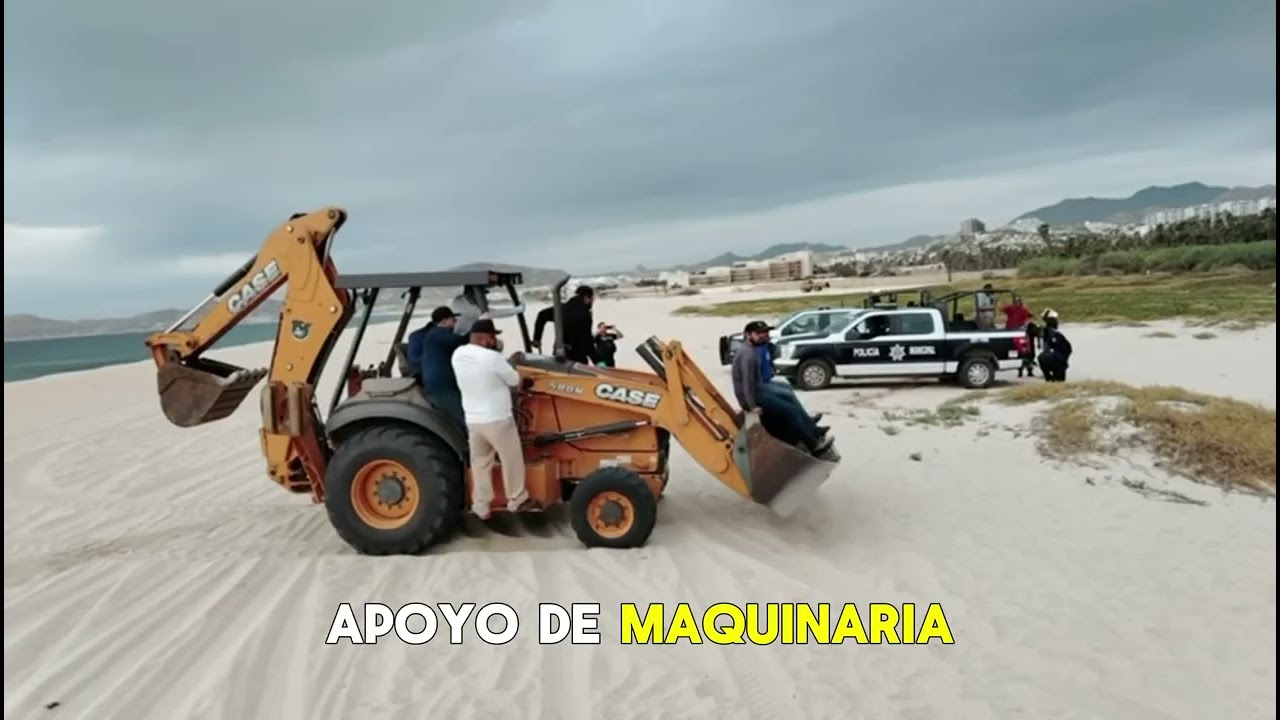 70 toneladas de lirio acuático y lechuguilla, fueron retirados de Estero SJC