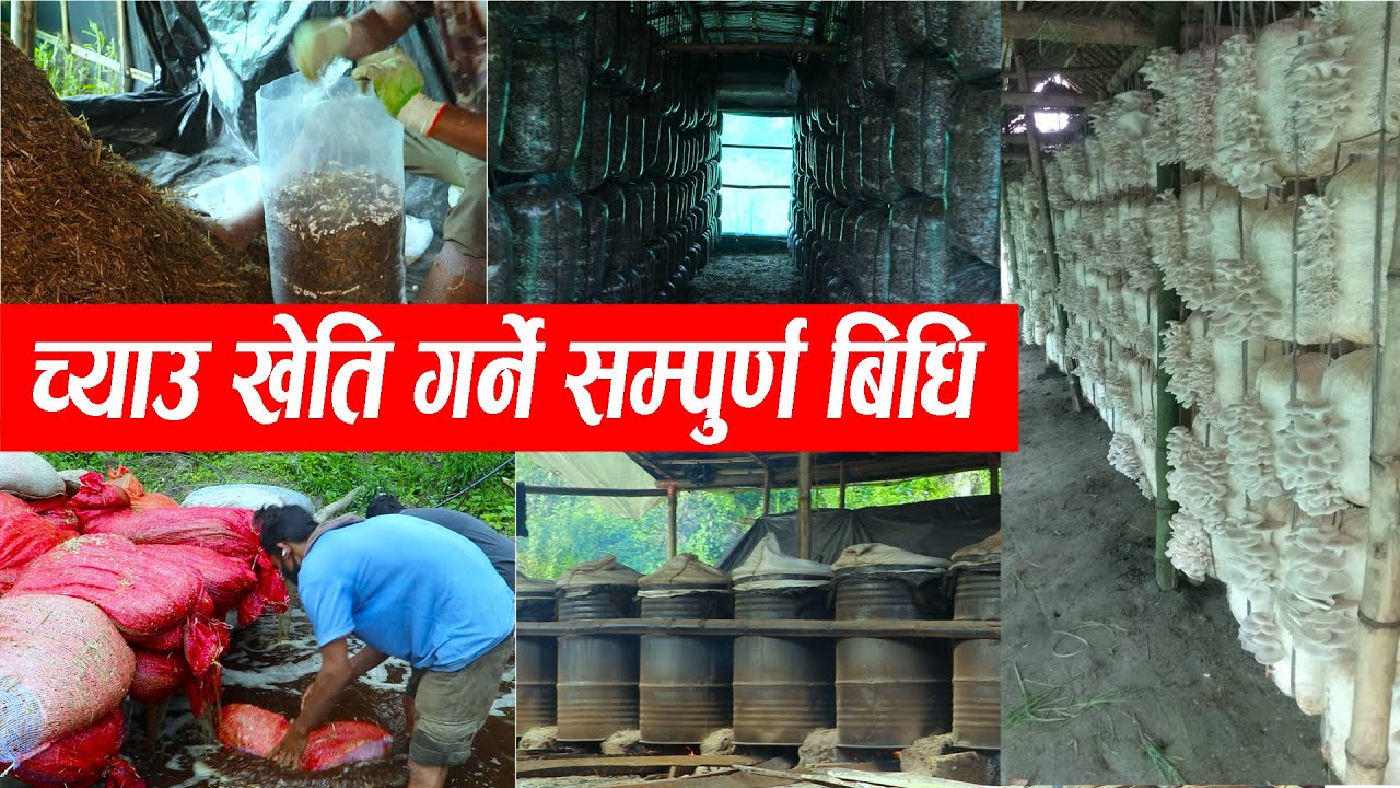 कन्ये च्याउ खेति गर्ने सबैभन्दा सजिलो तरिका ।  How to start Mushroom Farming at Home Full Tutorial