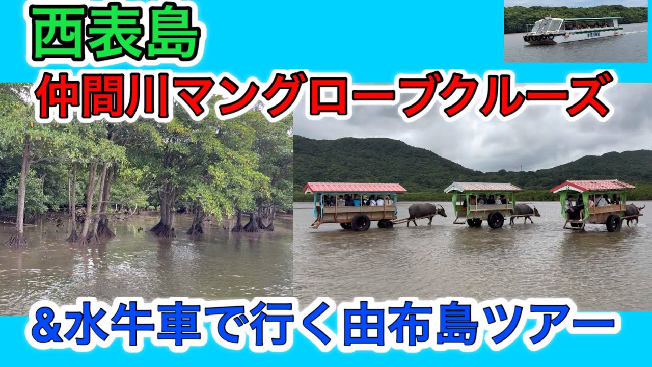 【西表島マングローブクルーズと水牛車で行く由布島】