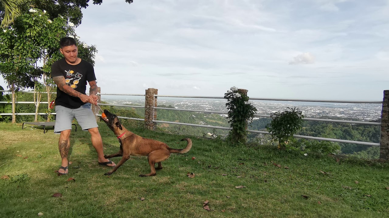 Obedience with Danny |  Belgian Malinois | Dog Trainer Cebu