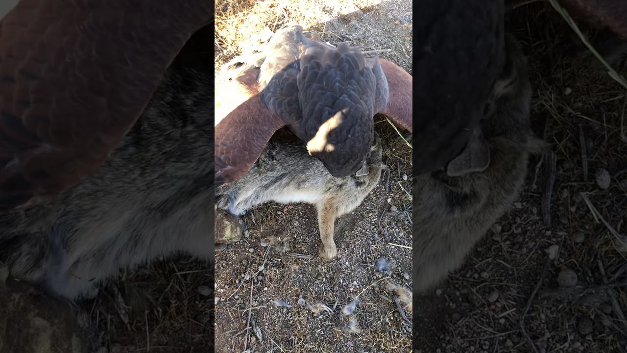 Peruvian Harris Hawk
