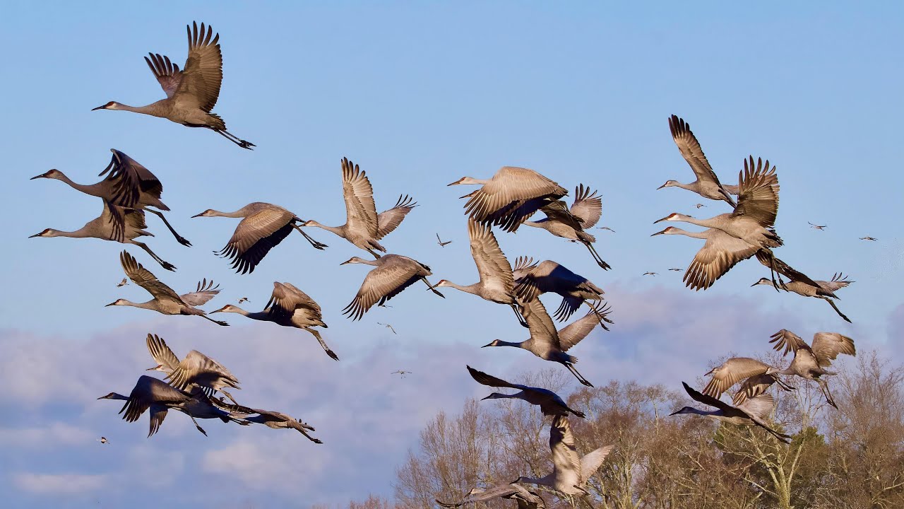 The Secret Routes of Migratory Birds: Nature’s Epic Voyage #birds #wildlife #wildlifeentertainment